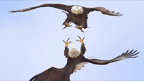 BALD EAGLE VS GOLDEN EAGLE - Which is more powerfull