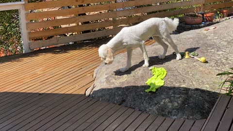 Stand off! Dog vs Lizard