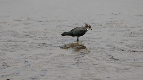 A Bird Looking For Food On A wet Land
