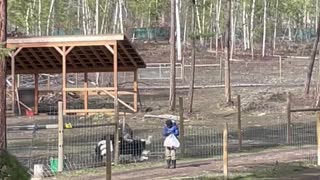 Territorial Ostrich Dances at Mom to Protect His Girlfriends