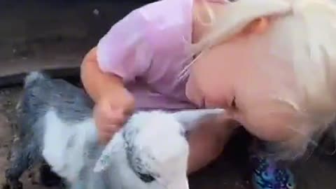 Lambs also like children