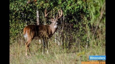 Our "Hunting Safety: Precautions Every Hunter Should Take" Diaries