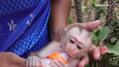 Cute Baby Monkey Drinking Milk With Milk Bottle| Good Health Lyly Sleep Milk