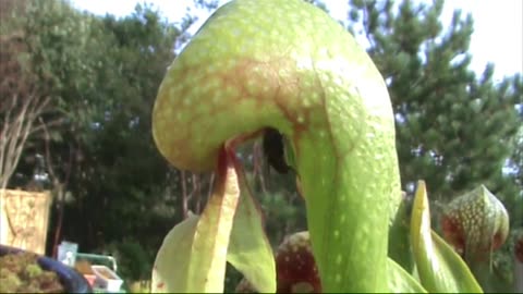 Carnivorous Plant - Cobra Eats Fly