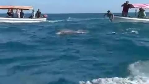 Girl jumps into water to swim with Dolphins 🐬