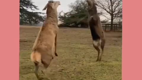 Kangaroos fight || kangaroos playing || kangaroos enjoying the weather
