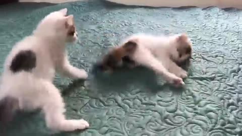 Cute kittens