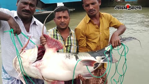 31 kg bag air fish