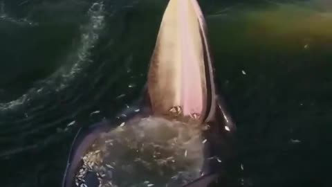 A whale catches a large amount of fish in an amazing way in the Gulf of (Glory be to God the Great)