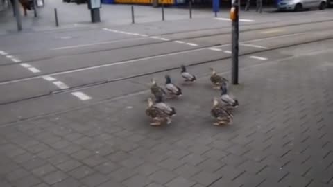 funny ducks know how to stop at red lights