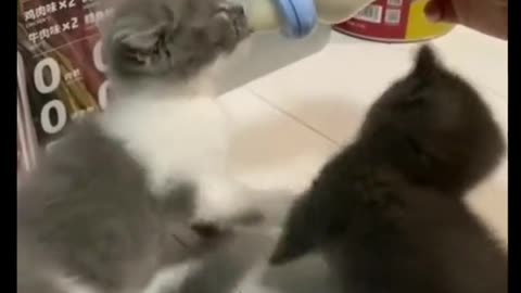 😻A fight👊between🤏brothers😻for milk🍼😹