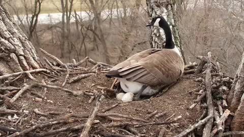 Mother Goose lays her eggs in Decorah Eagle Nest