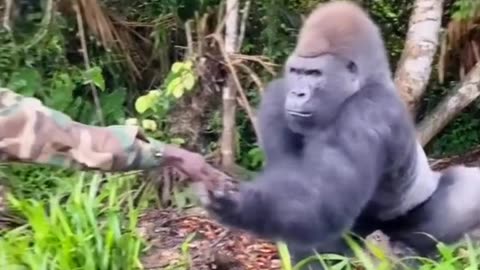 giving food to Gorilla