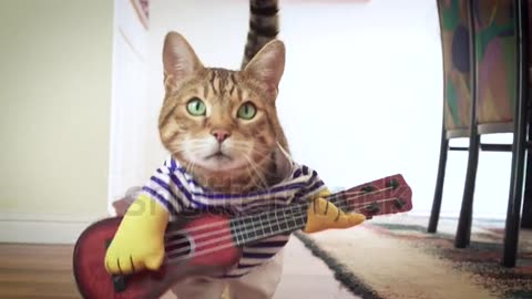 Funny cat play guitar