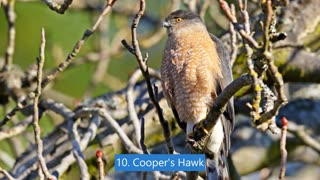 Feathers and Fury: 10 Fierce Birds of Prey