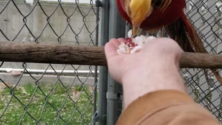 He LOVES Them! Hand feeding a pheasant :)
