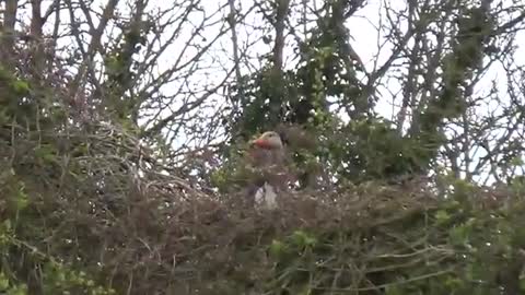 Goose Nesting in Tree sees of Robber Trackdaw.