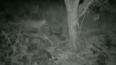 leopard attacks badger and gets the worst of it