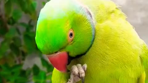 Ringneck Dancing Parrot