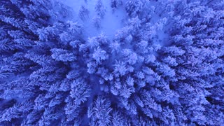 Snowy Trees