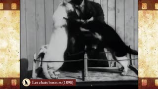 Les chats boxeurs (1898) 🐱 Cat Movies 🎥🐈