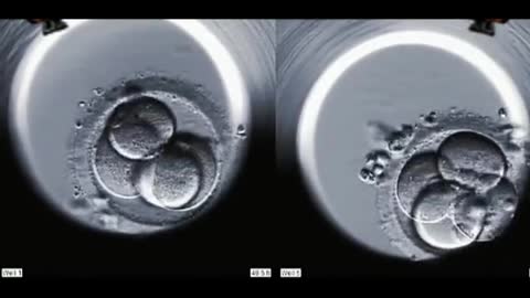 In vitro embryo development process