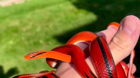 Very cute red snake