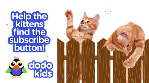 "60 Minutes of Fearless and Fuzzy Animals | Animal Videos | Dodo Kids (Full-HD)"