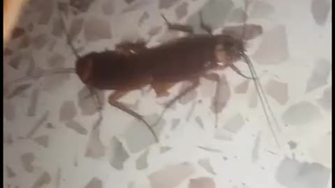 A cockroach in a sexual relationship