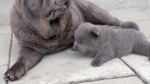 Cute black puppy with his mother