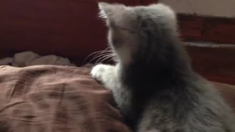 Kitten refuses to let puppy on bed