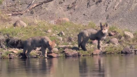 Wolf Pups Yellowstone National Park