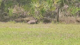 Gopher turtles mating 7-15-23