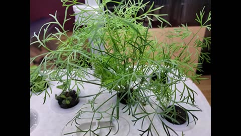 ScienGarden Herb Garden Kit Indoor Hydroponics Growing System, Indoor Gardening System with 3 M...