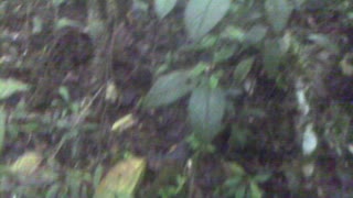 Hunt for Guayusa pt8 FOUND IT!!