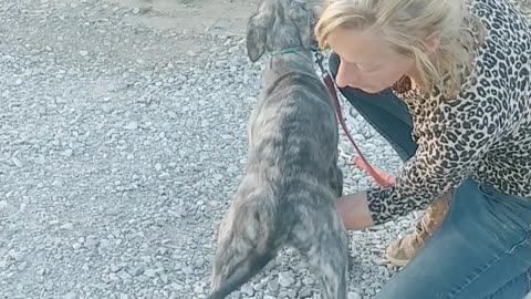 Irish Wolfhound Grey and brindle