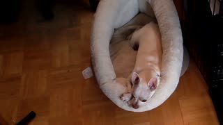 Gus Loves his bed and his crate