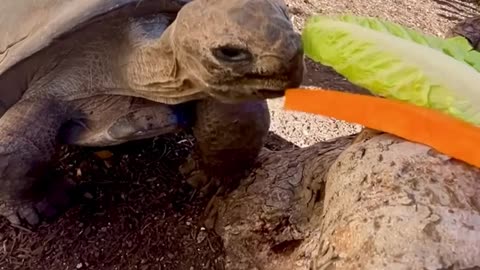 Beautifull eating seen of the oldest tortoise in the warld🥬🥕🐢