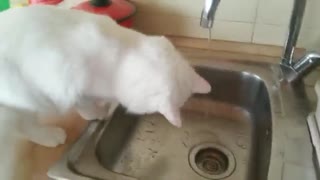 Cat loves playing with water