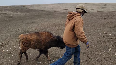 workout with a buffalo