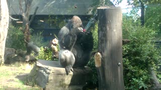 Gorilla Trying to Get Fruit out of Feeder