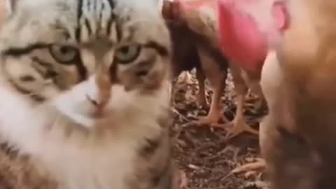 Animals funny video