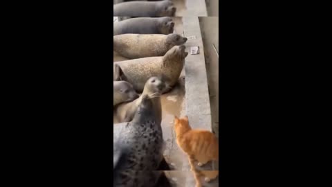 Funny animals - Funny cats / dogs - Funny animal videos 2023 #2