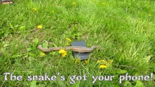 A Garter Snake In The Grass