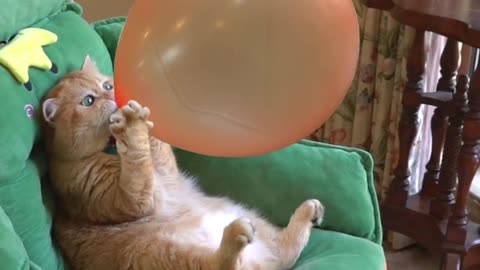 Cat blowing baloon