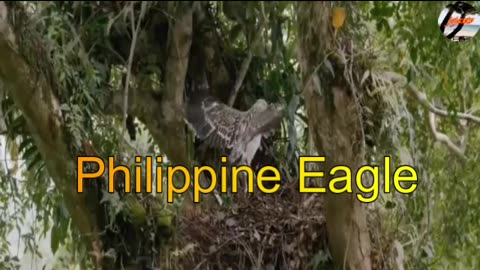 Philippine Eagle