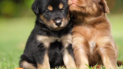 Cute Dog friendship | Best friendship of dogs