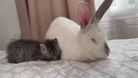 Baby Kitten Plays with Giant Rabbit