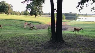 Wild Deer On The Ranch