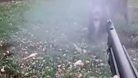 Wild boar attacking the hunter / Avcıya saldıran yaban domuzu #youtubeshorts #wildboar #domuzavi